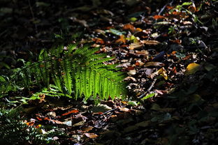 粒子加速器未来展望：下一代加速器技术前瞻 - 探索更智能紧凑的加速器如何改变医疗与工业